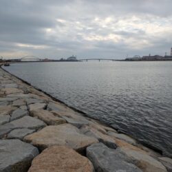 フラットフィッシュ