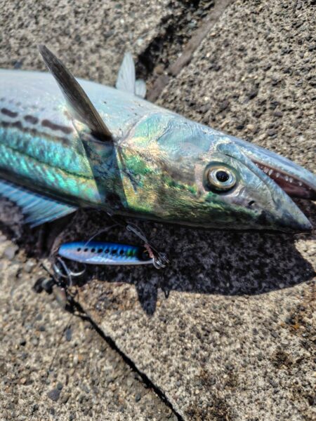 サゴシと太刀魚