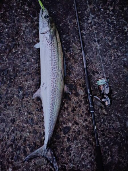 丸々したサワラ