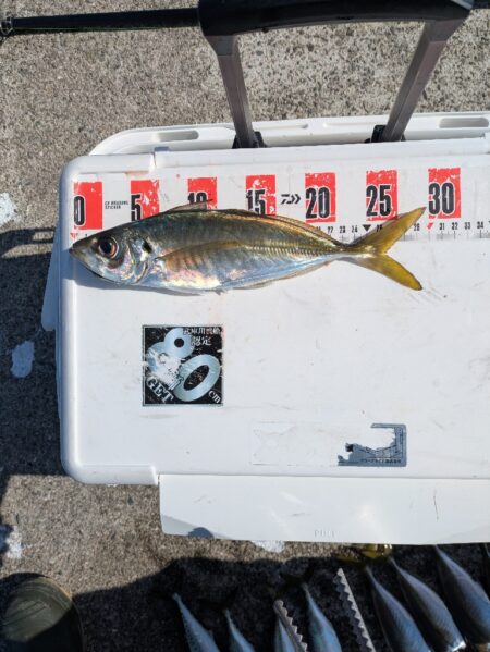 １年振りに水軒一文字へ