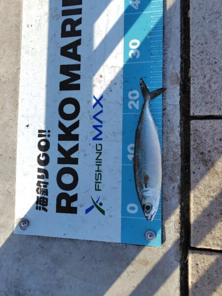 久しぶりの近場