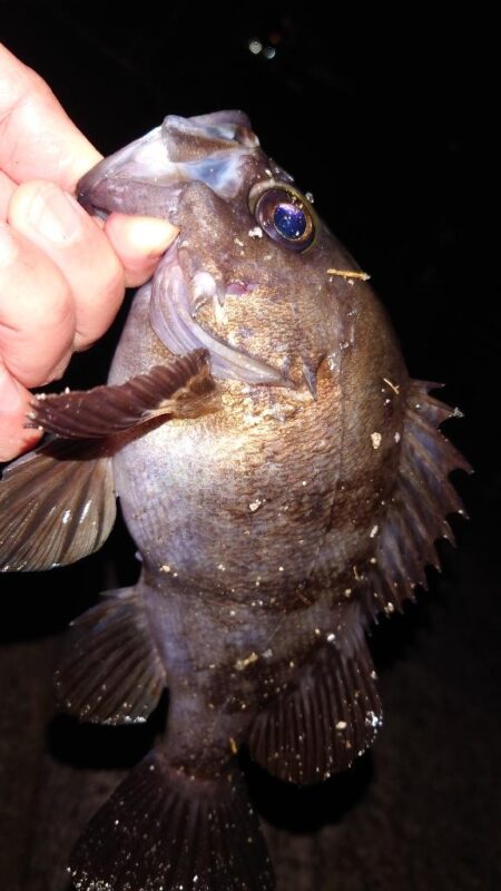 電気ウキ釣り 5