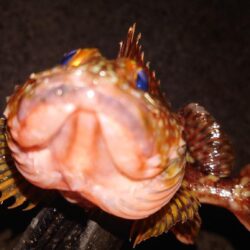 電気ウキ釣り 6