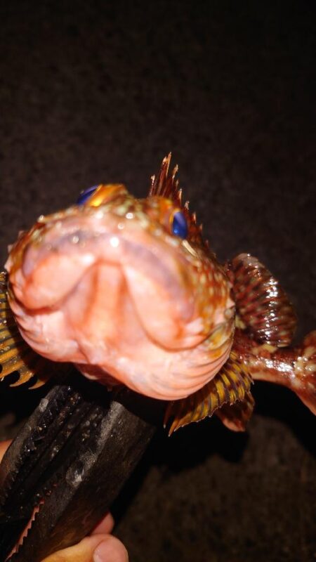 電気ウキ釣り 6