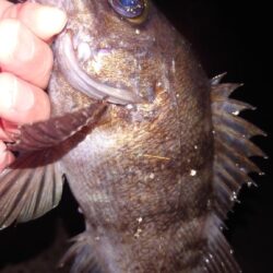 電気ウキ釣り 7