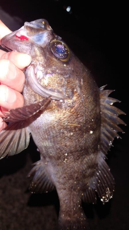 電気ウキ釣り 7