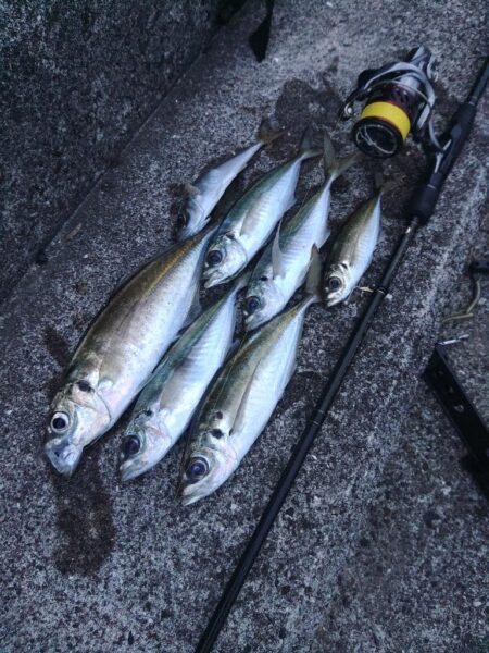 (尺アジ)フロートゲ～ム