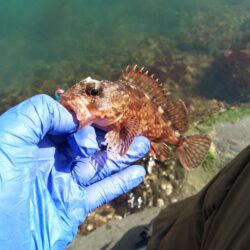 春めき、ガシラ