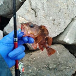 雨予報…ガシラ