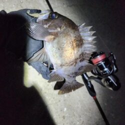 離島ライトゲーム