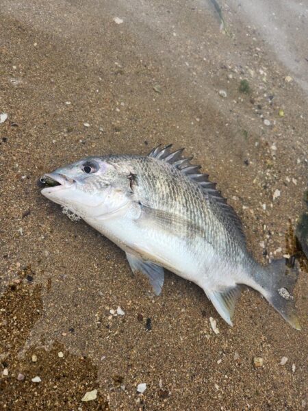 雪中冬チニング