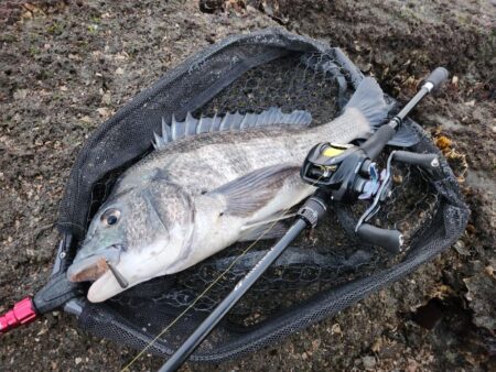 しごまえ、しごおわチニング