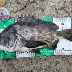 フリリグ、ミドスト、プラグ。何でもアリチニ…