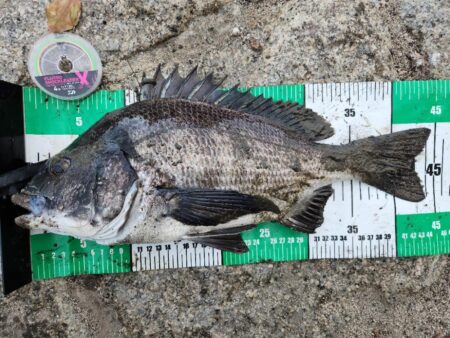 フリリグ、ミドスト、プラグ。何でもアリチニ…