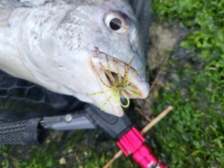 しごおわチニング