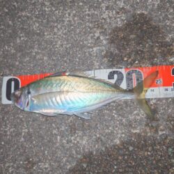 久々いいサイズきた~