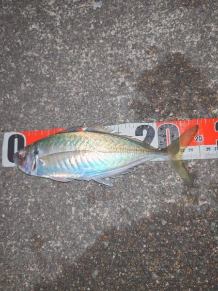 久々いいサイズきた~