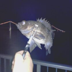 雨降り前のメバリング