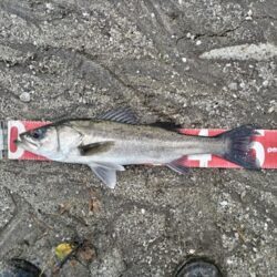 シーバス!息子釣果!今年初!