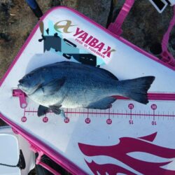 和歌山市江(吉丸渡船)でグレ釣り