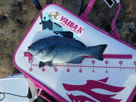 和歌山市江(吉丸渡船)でグレ釣り