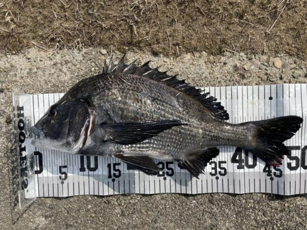 イチノ兄弟、釣果!