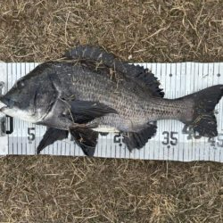 イチノ兄弟、釣果！