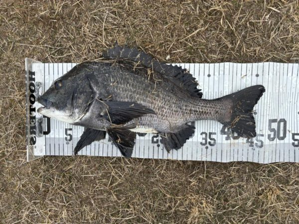 イチノ兄弟、釣果！