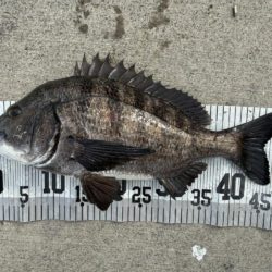 イチノ兄弟、釣果！