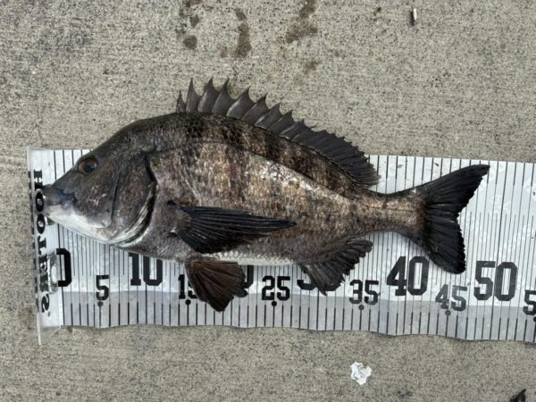 イチノ兄弟、釣果！