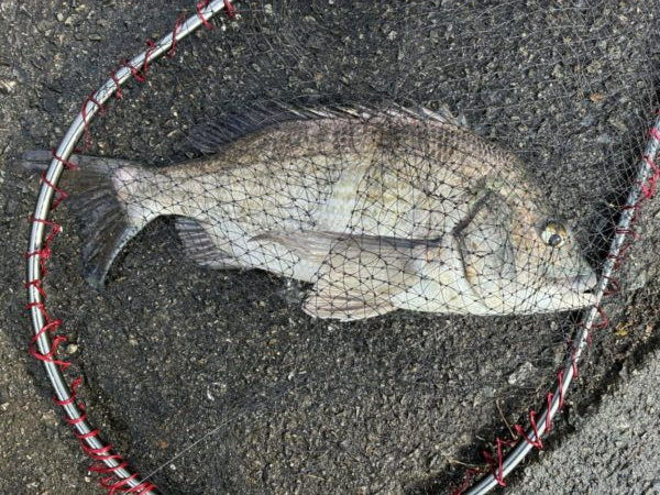 イチノ兄弟、釣果！