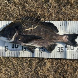 イチノ兄弟、釣果!