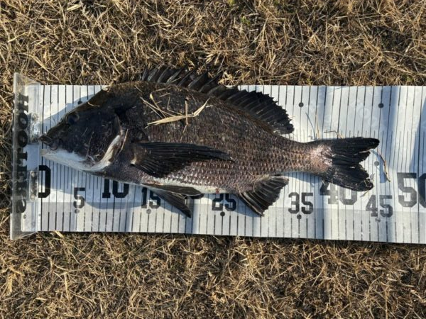 イチノ兄弟、釣果!