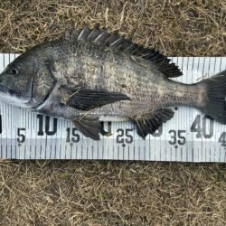 イチノ兄弟、釣果！