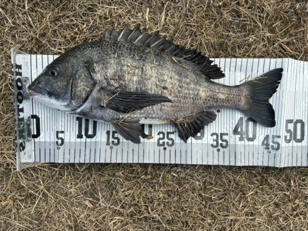 イチノ兄弟、釣果！