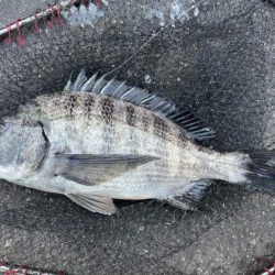 イチノ兄弟、釣果!