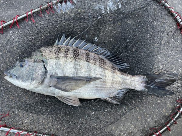 イチノ兄弟、釣果!