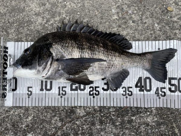 イチノ兄弟、釣果！