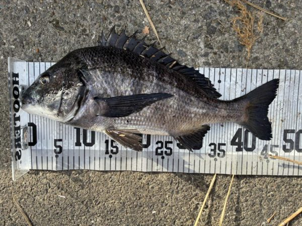 イチノ兄弟、釣果！