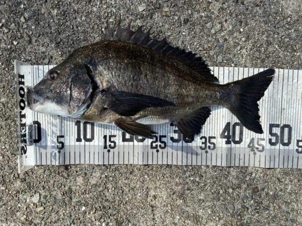 イチノ兄弟、釣果！