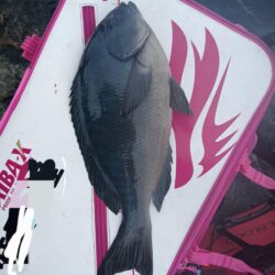 和歌山市江(吉丸渡船)でグレ釣り