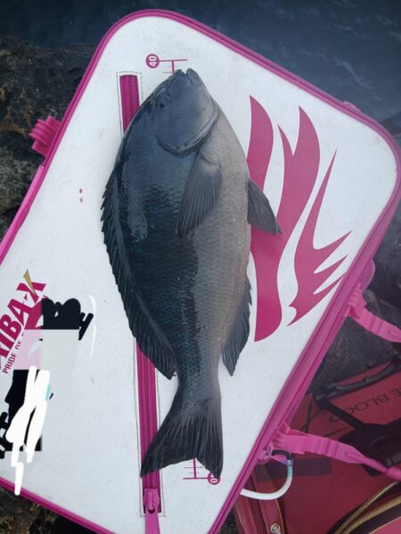 和歌山市江(吉丸渡船)でグレ釣り