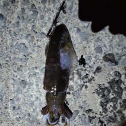 春アオリイカ狙い