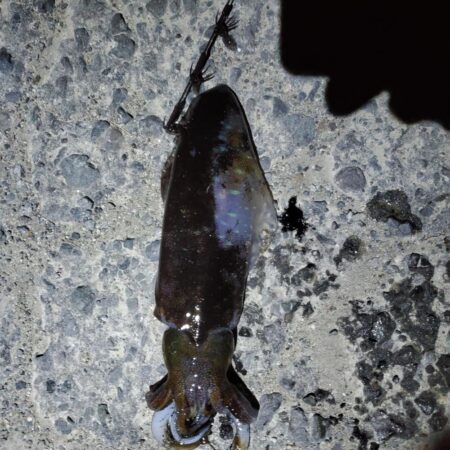 春アオリイカ狙い