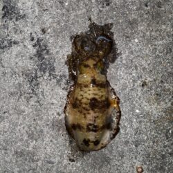 春アオリイカ狙い