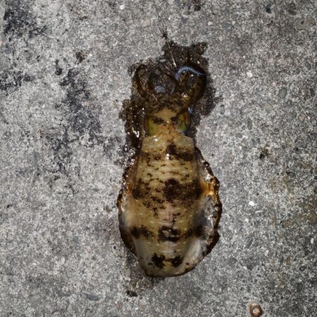 春アオリイカ狙い