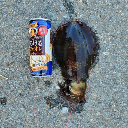 春アオリイカ狙い