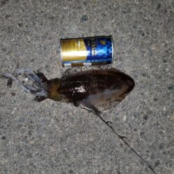 春アオリイカ狙い