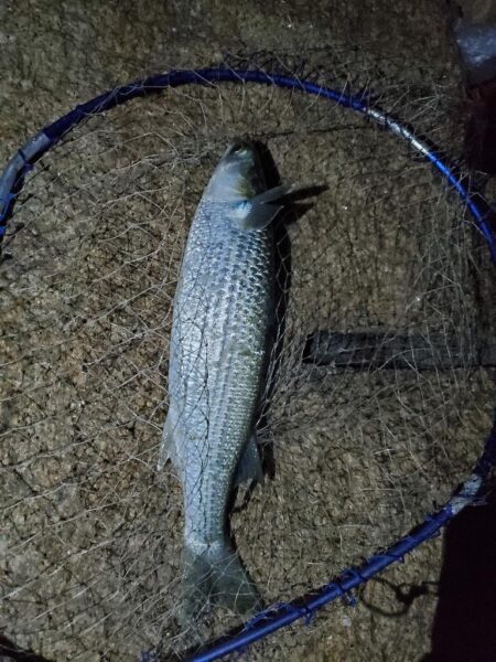 まだまだ厳しいかもです