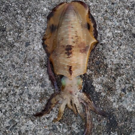 春アオリイカ狙い